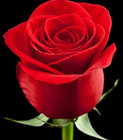 New Red Long Stem Rose Seeds Fresh Flower Garden Plant Seed Free Aust Postage