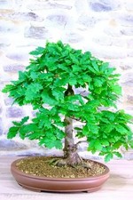 English Oak Bonsai Starter Tree, Free Moss Included, Cell Grown