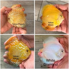 Pack Of 4 - 3.5  - 4  Live Discus Fish Freshwater Aquarium - Express shipping