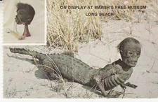 Shrunken Head Postcard - March's Free Museum Long Beach - Jivard Jungle RPPC