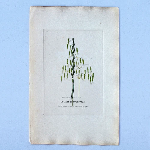 Edwards Botanical Print Engraving 1800s Plate 28 Lolium Temulentum 02711