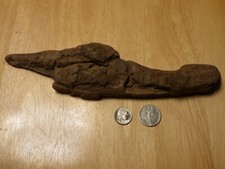 Potomac Bark Style Driftwood Aquarium Reptile Decor Insect Taxidermy 2024-013