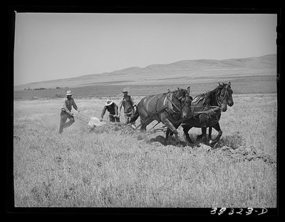 Box Elder County Utah 1940 FSA West Bear River Ditcher Horses Cooperatives
