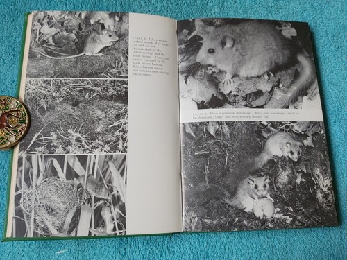 The New Naturalist No. 68, Mammals in the British Isles, Matthews, 1982 1st ed. - Picture 14 of 18
