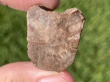 Texas Fossil Turtle Shell Rare Pleistocene Ice Age Reptile Bone