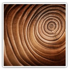 2 x Square Stickers 7.5 cm - Tree Trunk Wood Section Rings Cool Gift #16844