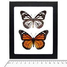 Danaus MELANIPPUS+PLEXIPPUS monarch white mimic butterflies Philippines FRAMED