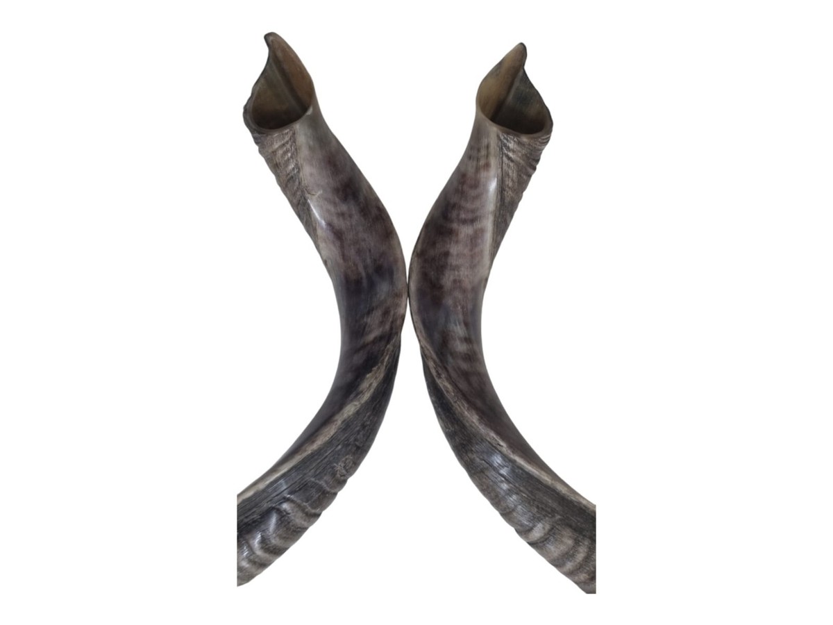 Kosher Yemenite Kudu Shofar Pair 40