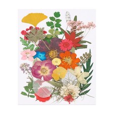 35 Pcs Dried Pressed Flower Leaves Bulk for Resin, Colorful