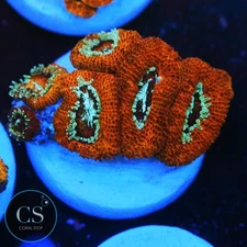 CS GAS LIGHT MICROMUSSA - WYSIWYG LIVE CORAL