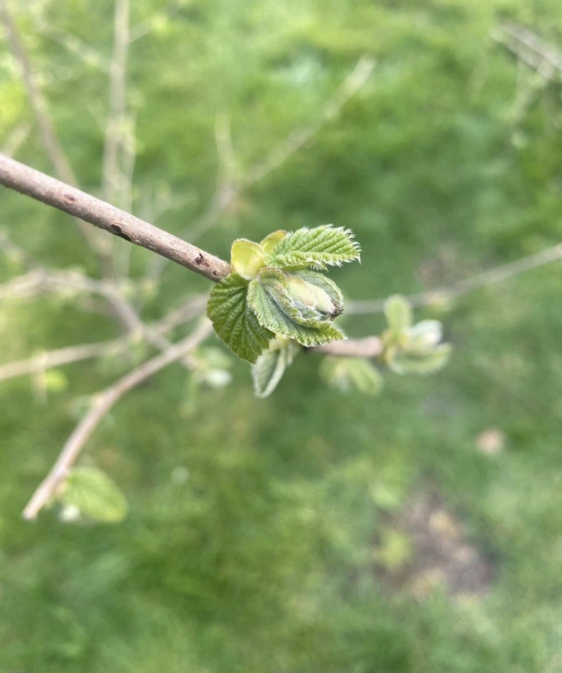 Haselnuss ,Äste, Zweige Nager, Pferde, Bio,Bastelholz Knabberholz 300Gramm - Bild 2 von 4