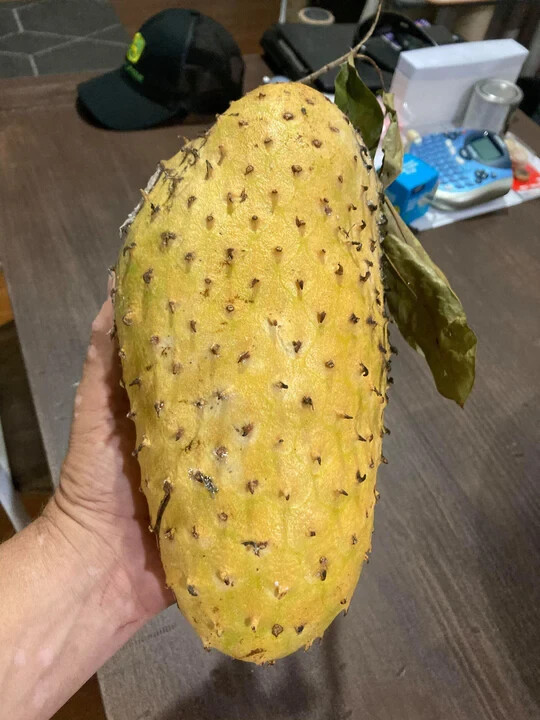 ゴールデンサワーソップ苗(Annona muricata) ゴールデンサワーソップ苗(Annona muricata) Amazon.com