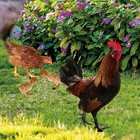 4pcs Garten Hühner Stakes Acryl Hühnerhof Garten Dekorative Hofhuhn
