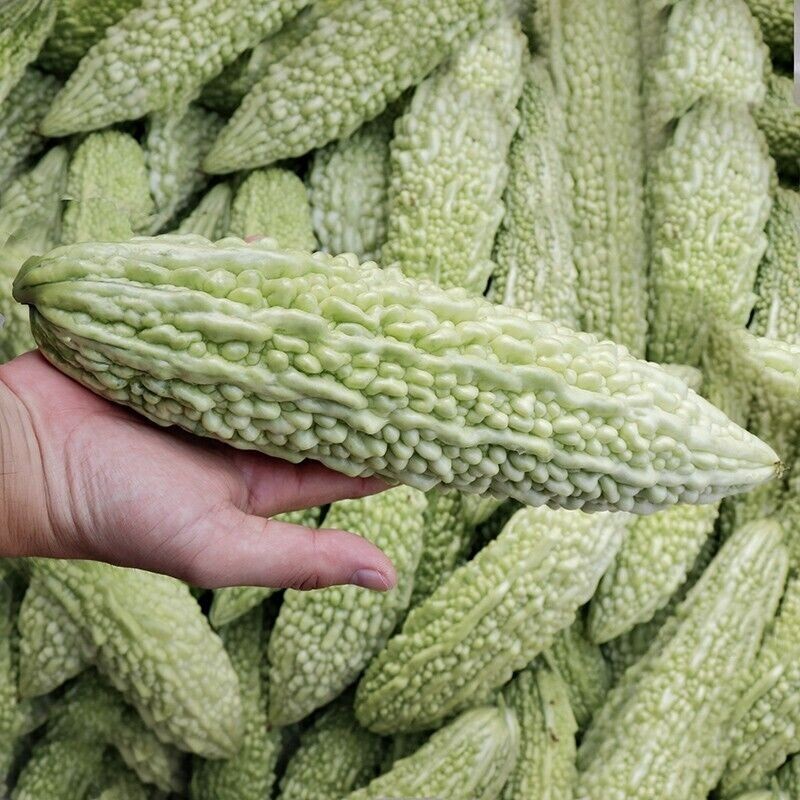 2 x White Bitter Melon plug plants /Bitter Gourd 中国稀有白玉苦瓜种苗2棵 eBay