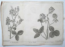 LUZERNE TREFLE Plantes GRAVURE Basseporte LE BAS Botanique XVIII°
