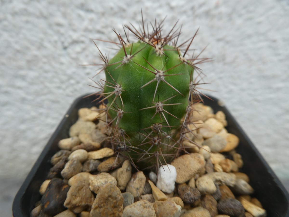 TRI PERUVIANUS, shown in 5cm pot, lovely healthy cactus | eBay