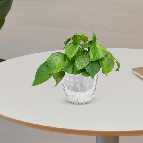 3pcs Self Watering Plant Pots for Flowers Indoor Outdoor Transparent Hydroponic