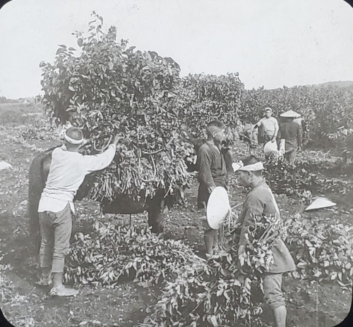 Gathering Mulberry Leaves For Silkworms, Japan, c1920s Magic Lantern Glass Slide