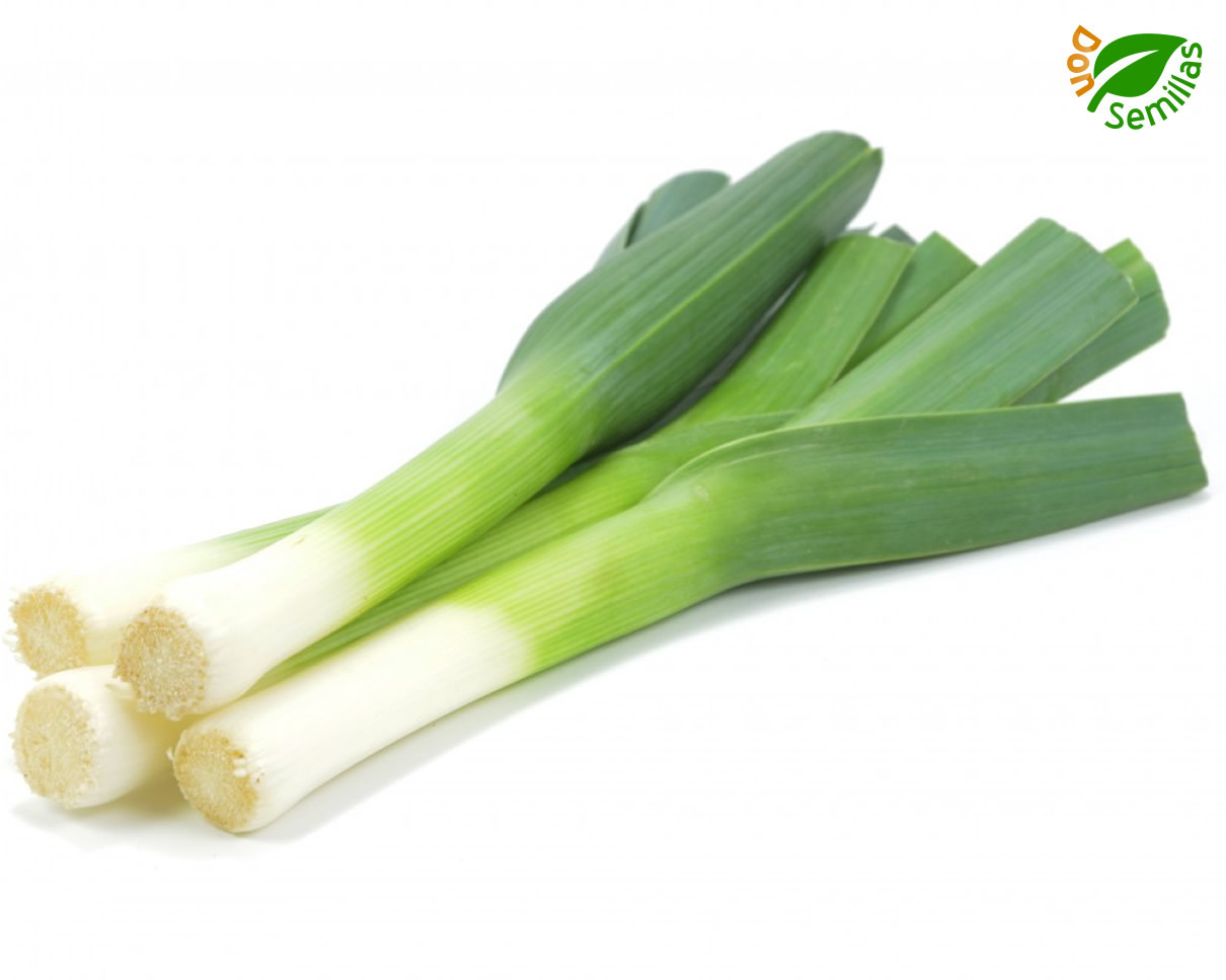 Puerro Verde de Carentan - 500 semillas - Grueso / Otoño - Invierno