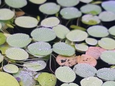50x Salvinia Minima Water Spangles Live Floating Fish shrimp nano Tank Plant