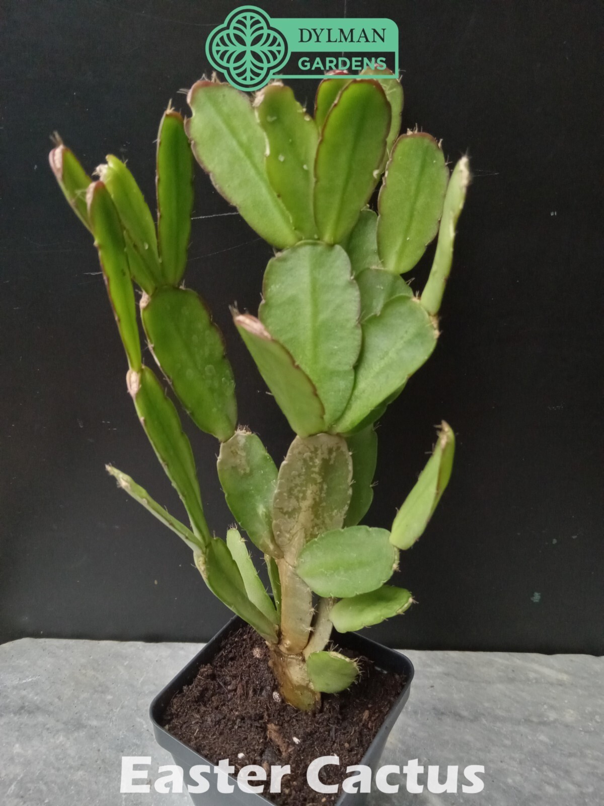 Easter Cactus - Rhipsalidopsis x graeseri - Live Plant 2 to 4 inches - Whitsun