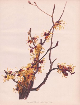 Witch-hazel Zaubernuss Hamamelis Botanik Blume flower botany Robinson Litho
