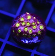 DIYreefer Live Coral WYSIWYG WWC Electric Daisy Stylo Frag