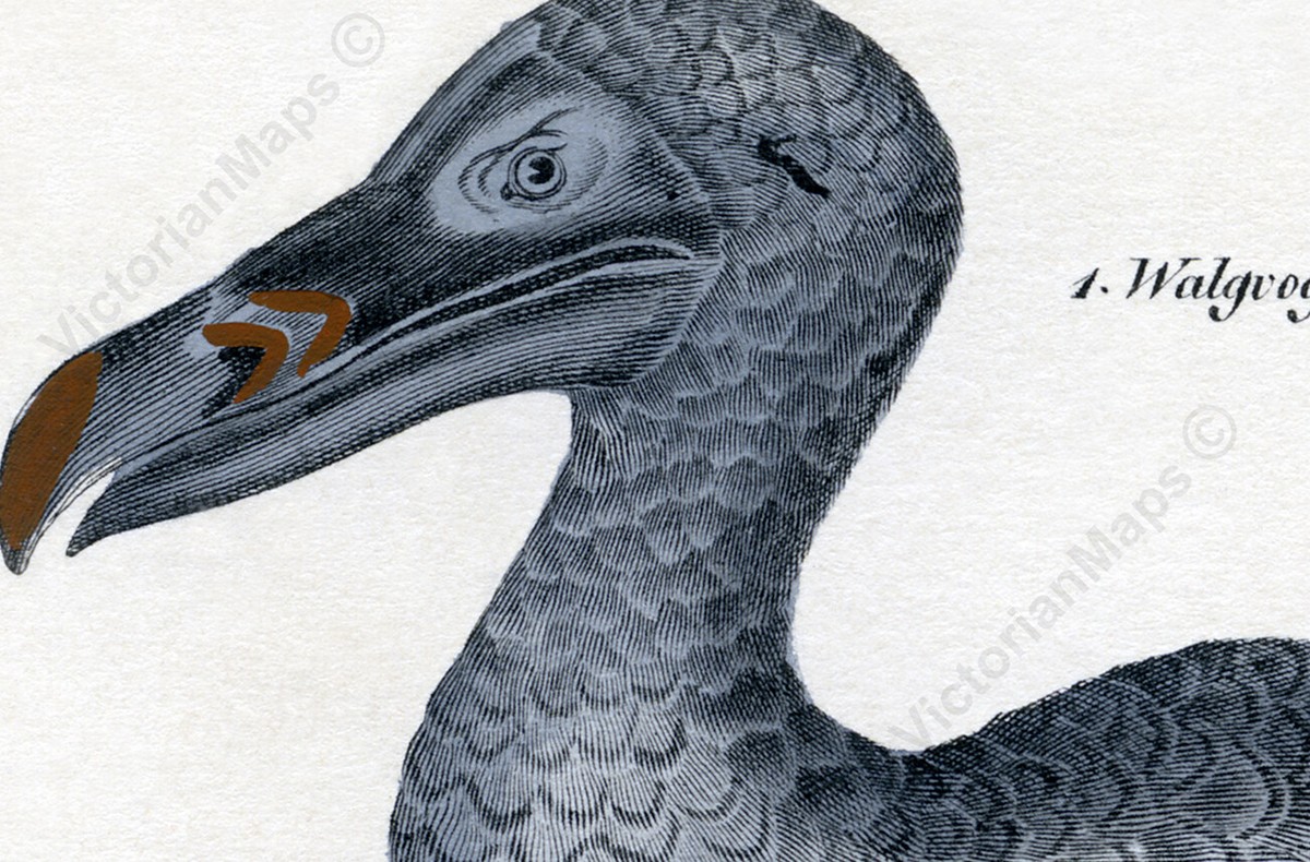 Antique print DODO BIRD Victorian engraving Oken 1843 wall art