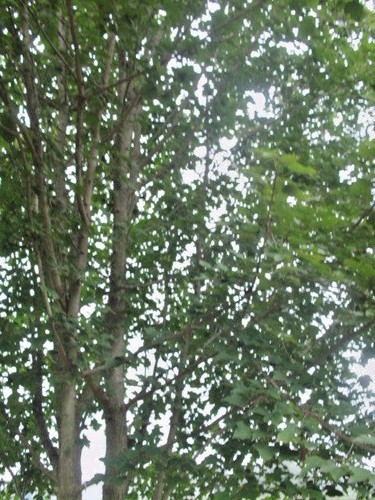 20 MIAOTAI MAPLE SEEEDS - Acer miyabei ssp. miaotaiense - Picture 2 of 7