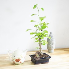 Indoor House Plant Ginkgo Biloba Bonsai in Ceramic Pot Lifelike Home Decoration