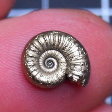 12 mm Arieticeras Ammonite Pyrite Jurassic Dino Fossil France lot Golden 2775