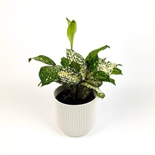 Dracena Godsefiana 12cm Houseplant