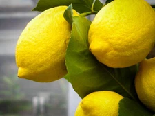 Eureka Lemon Tree - 12-15" Live Plant, Ships in 5" Pots - Citrus limon 'Eureka'