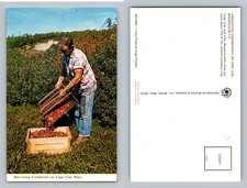 Cape Cod, MA-Massachusetts, Harvesting Cranberries Farm Scene Vintage Postcard