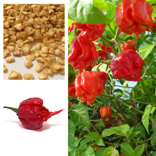 Semillas de chile Carolina Reaper súper calientes, semillas genuinas viables, vendedor del Reino Unido - Imagen 1 de 1