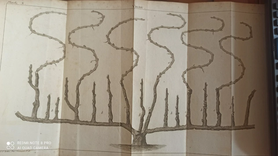 Traité de la Culture des Arbres Fruitiers W. Forsyth - 1803 - Arboriculture - Photo 2/4