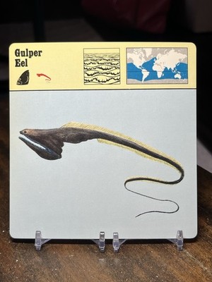 Gulper Eel, 1976 Editions Recontre 4 3/4'' x 4 3/4'' Card