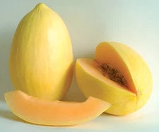 40 Heirloom Crenshaw Melon Seeds - Tropical Notes Honey Sweet Melon! NonGMO