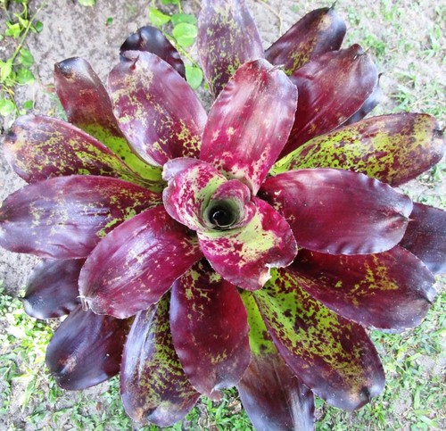 BUY ANY 3 SAVE 15% Neoregelia MELANODONTA Mother-Natures BEST! Rare Find!
