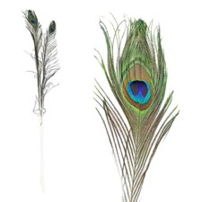 10 Stück Pfauenfedern künstlich - ca. 90-100 cm lang Deko