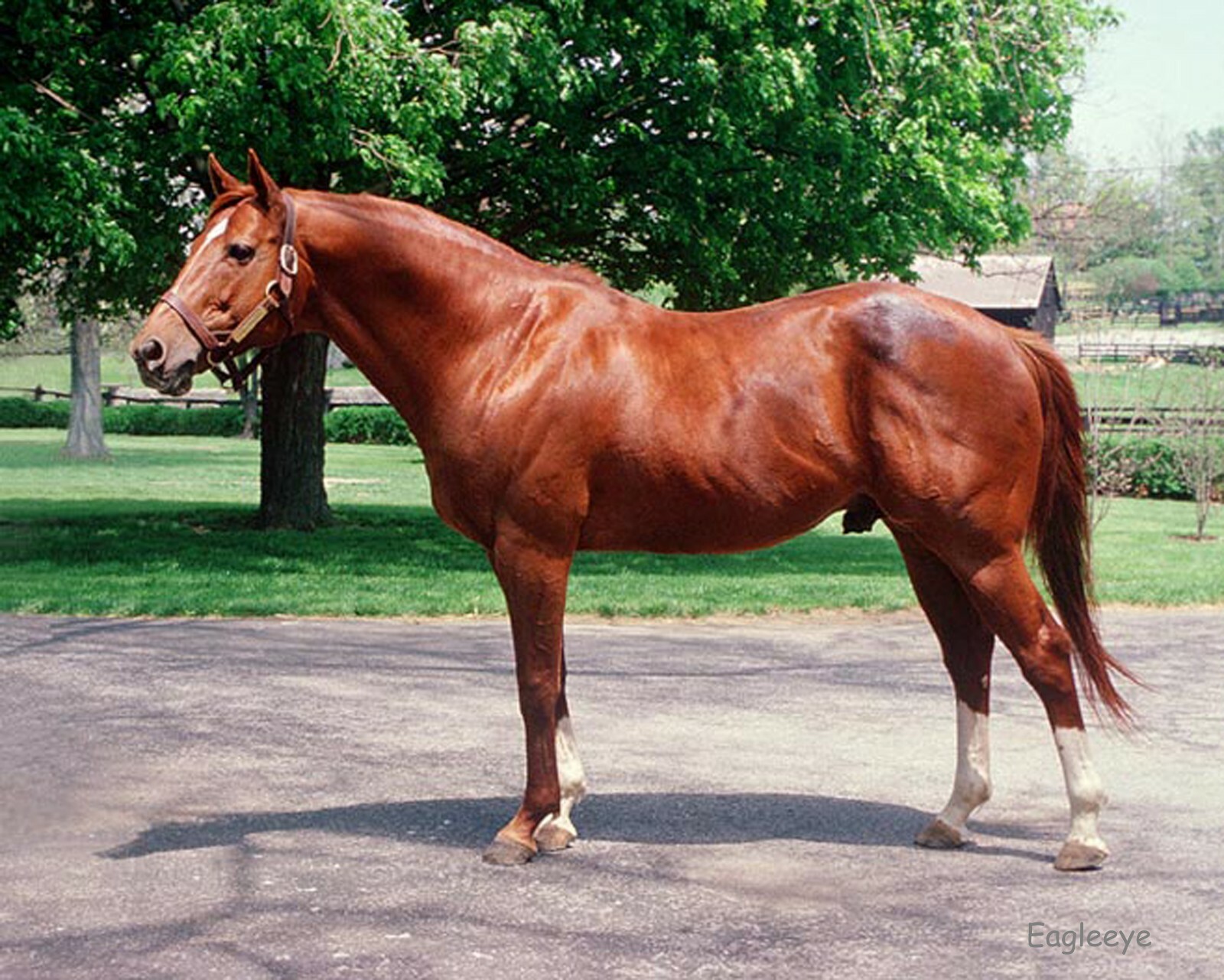 Lot of 2 SECRETARIAT 8 X 10 Photos TRIPLE CROWN WINNER! | eBay