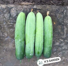 (10 PCS) F1 CUCUMBER SEEDS, DƯA LEO LAI F1 | 98% GERMINATION |