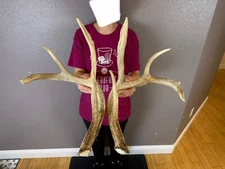 Matched Set Whitetail Deer Antlers Sheds 4x4 WILD IDAHO Horns RATTLING RATTLE