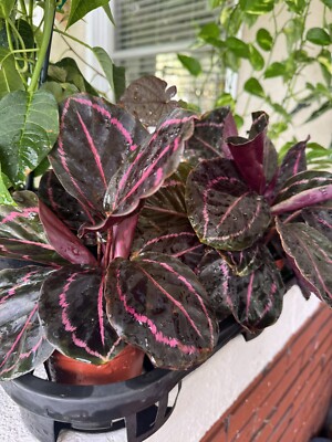 BubbleBlooms Calathea Dottie Black Rose Roseopicta 