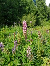 Digital Image Picture Photo Wallpaper Background Beautiful Art # 328