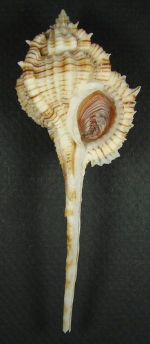 MUREX DENTIFER 100.44mm SUPER CHOICE XL SPECIMEN Balut Is., Davao, Philippines - 第 1/2 張圖片