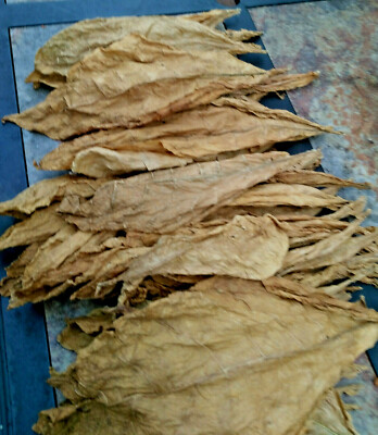 prilep tobacco 2000+ MACEDONIAN PRILEP TOBACCO SEEDS VERY RARE ORIENTAL AROMATIC 2025 CROP  FRSH