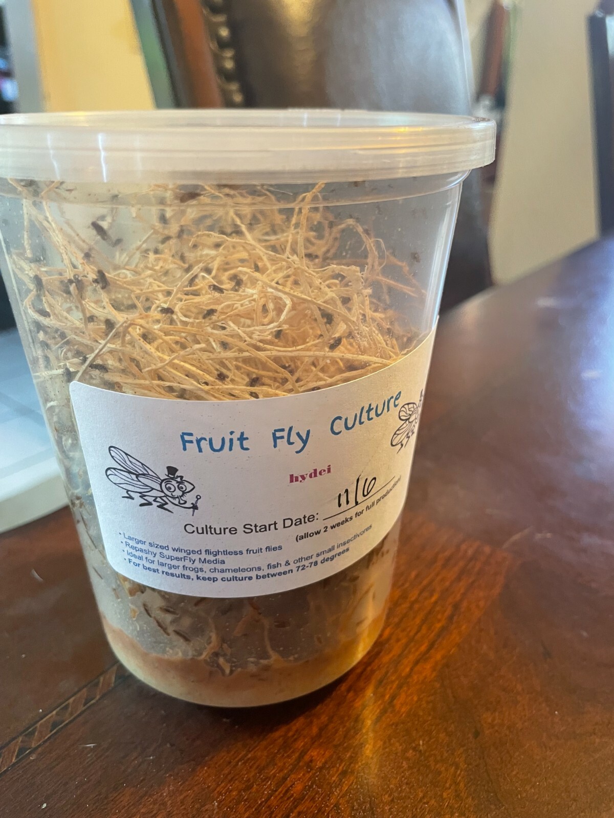 Fruit flies as livefood for fish >> killi.co.uk
