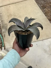 Agave Hybrid Gypsy Freckles Rare Agave WYSIWYG