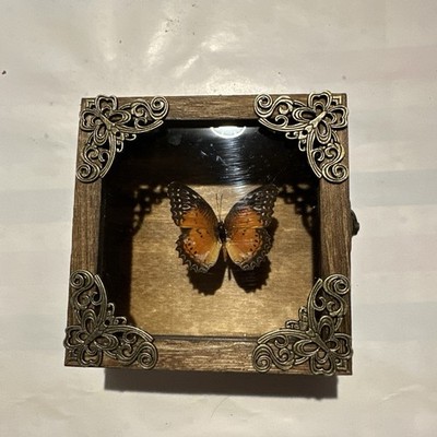 Pinned Butterfly Specimen In Decorative Box, Includes Gift box And Bag